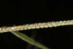 Hairyseed paspalum 